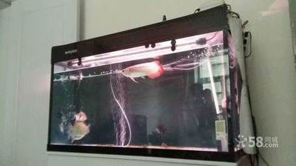 10公分虎魚好養嗎：10公分的虎魚好養嗎
