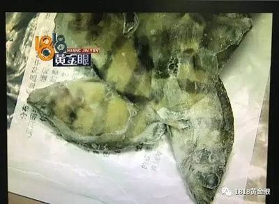 10公分虎魚好養嗎：10公分的虎魚好養嗎