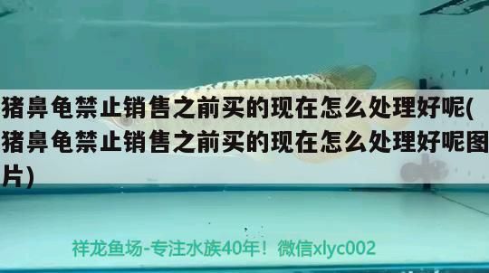 豬鼻龜禁止銷售之前買的現在怎么處理好呢(豬鼻龜禁止銷售之前買的現在怎么處理好呢圖片) 豬鼻龜禁止銷售之前買的現在怎么處理好呢(豬鼻龜禁止銷售之前買的現在怎么處理好呢圖片) 豬鼻龜百科
