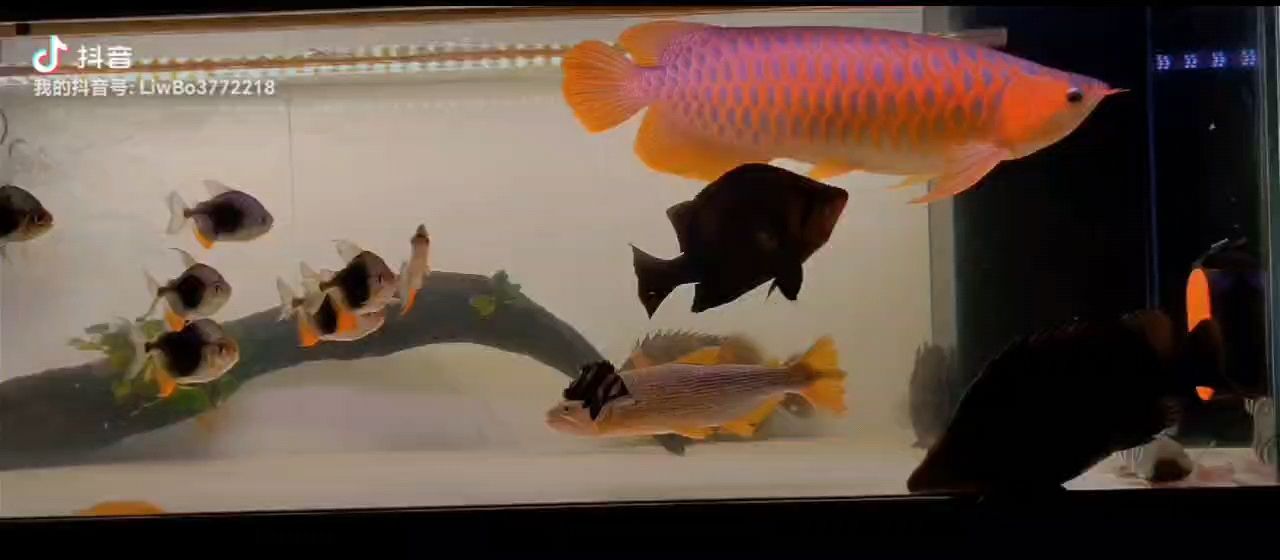 看看這個雙層缸有，多少種魚