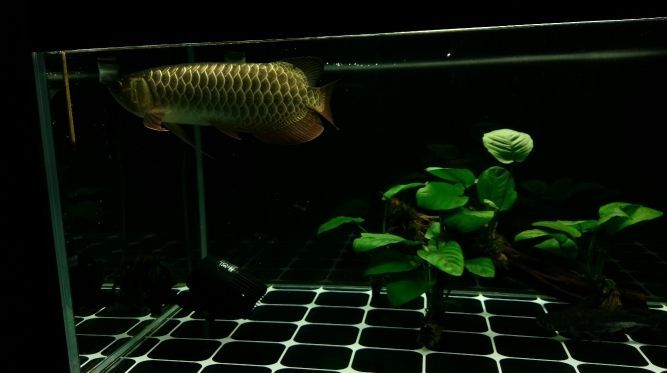 長沙海水魚店鋪(長沙海水魚店鋪轉(zhuǎn)讓) 全國水族館企業(yè)名錄 第2張 長沙海水魚店鋪(長沙海水魚店鋪轉(zhuǎn)讓) 長沙海水魚店鋪(長沙海水魚店鋪轉(zhuǎn)讓) 全國水族館企業(yè)名錄 第2張