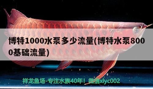 博特1000水泵多少流量(博特水泵8000基礎流量) 博特1000水泵多少流量(博特水泵8000基礎流量) 博特水族