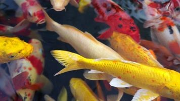 黃金龍錦鯉魚