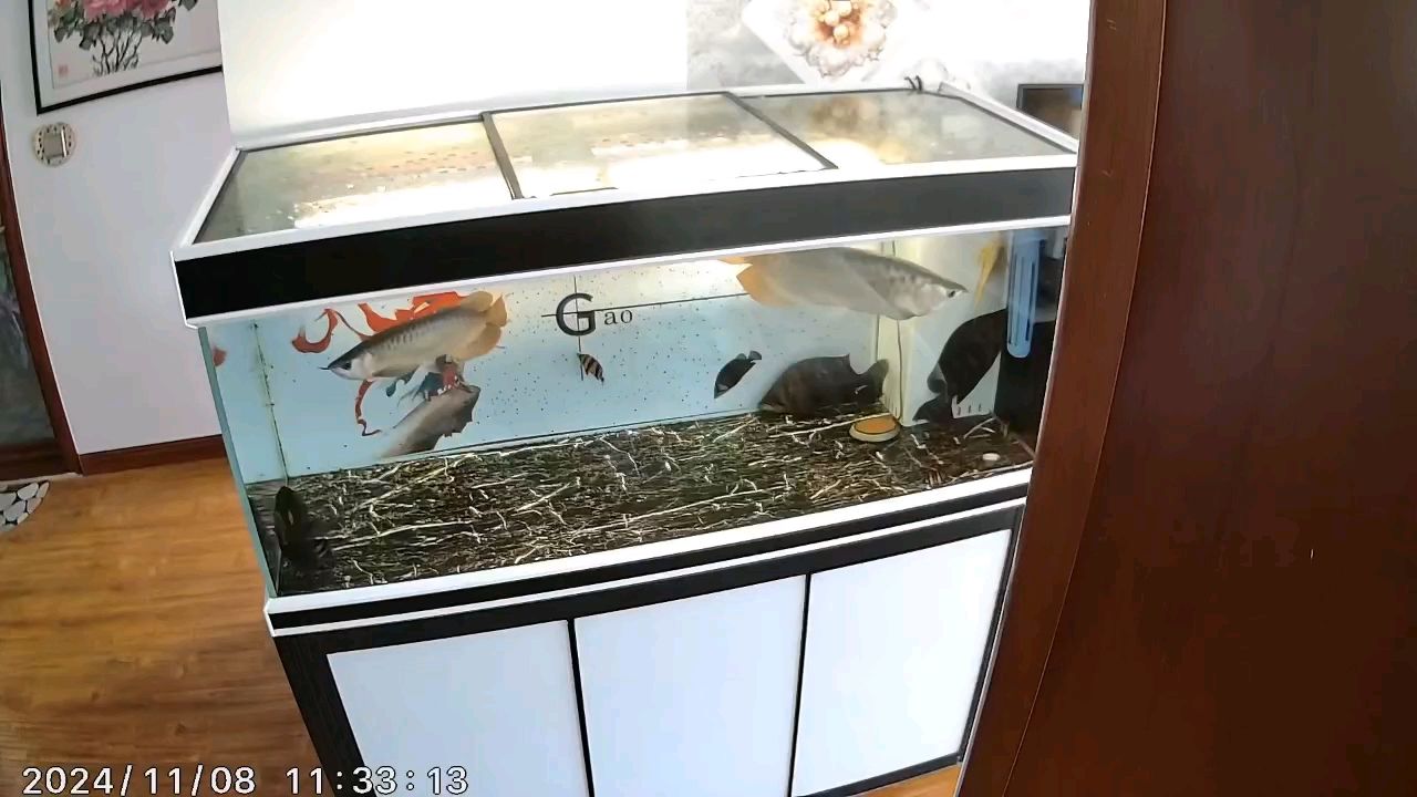 各位大佬給推薦一下燈的品牌[ciya] 各位大佬給推薦一下燈的品牌[ciya] 龍魚論壇