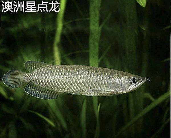 星點金龍魚生活習性研究：星點金龍魚與同種魚共養注意事項星點金龍魚與同種魚共養注意事項