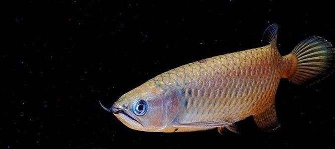 星點金龍魚生活習性研究：星點金龍魚與同種魚共養注意事項星點金龍魚與同種魚共養注意事項