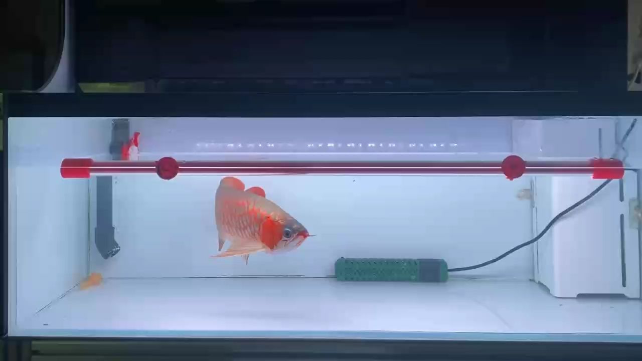 魚缸用增氧泵價(jià)格是多少:魚缸增氧機(jī)-xtrac增氧機(jī)-xtrac增氧機(jī) 飲茶賞魚 龍魚論壇 飲茶賞魚 飲茶賞魚 龍魚論壇