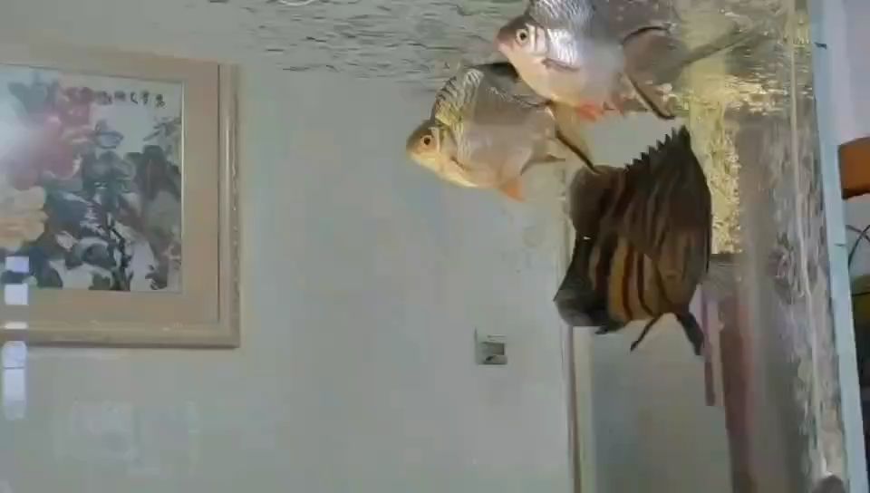 飼料 飄了 龍魚論壇 飄了 飄了 龍魚論壇