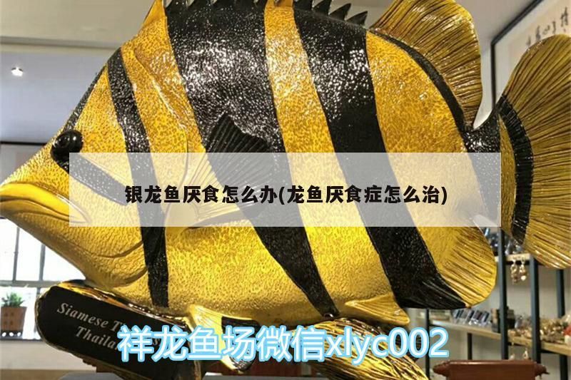 銀龍魚厭食怎么辦(龍魚厭食癥怎么治) 銀龍魚厭食怎么辦(龍魚厭食癥怎么治) 銀龍魚百科