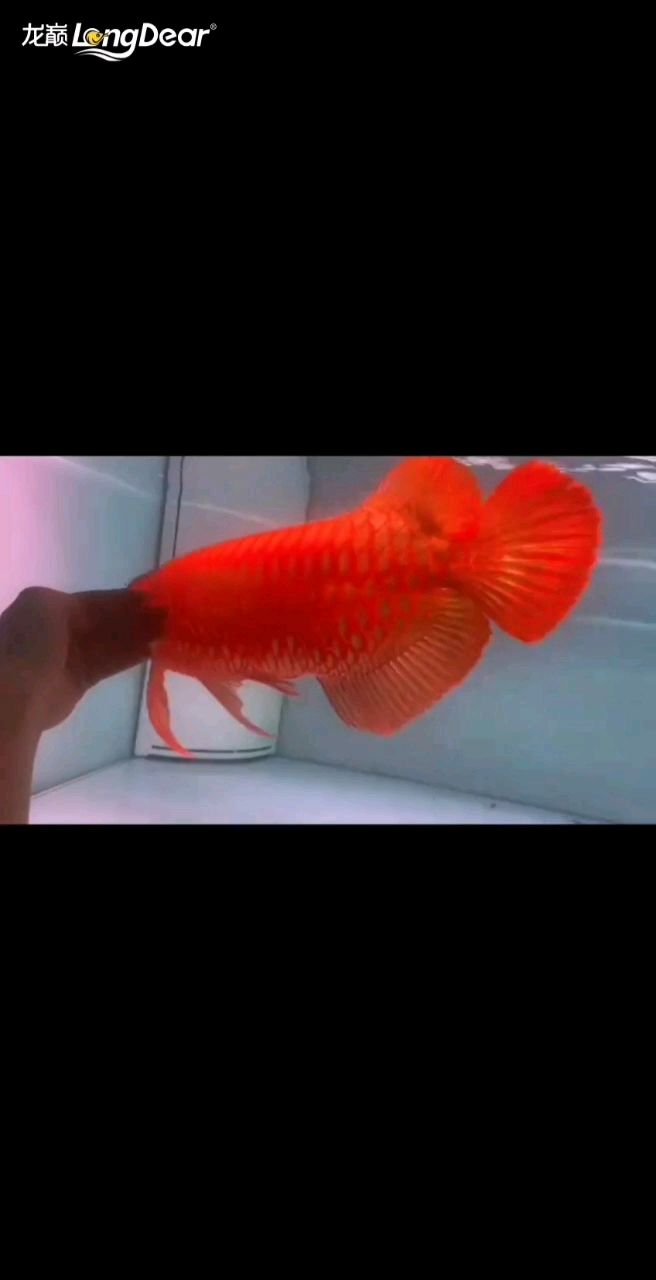 魚缸過濾器選購指南:自制魚缸過濾器魚缸上置過濾器對于養魚愛好者的必備知識 轉發585 龍魚論壇 轉發585 轉發585 龍魚論壇