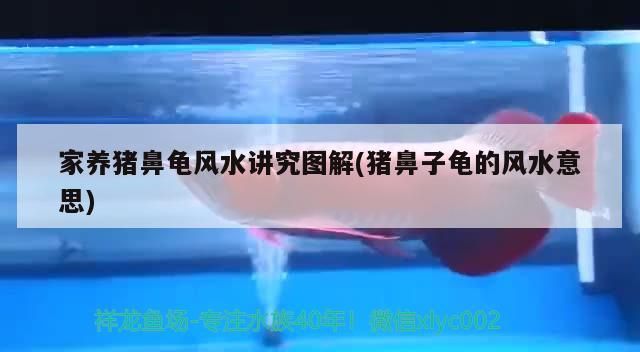 我的虎魚真菌感染了要怎么處理 家養豬鼻龜風水講究圖解(豬鼻子龜的風水意思) 豬鼻龜百科 家養豬鼻龜風水講究圖解(豬鼻子龜的風水意思) 家養豬鼻龜風水講究圖解(豬鼻子龜的風水意思) 豬鼻龜百科