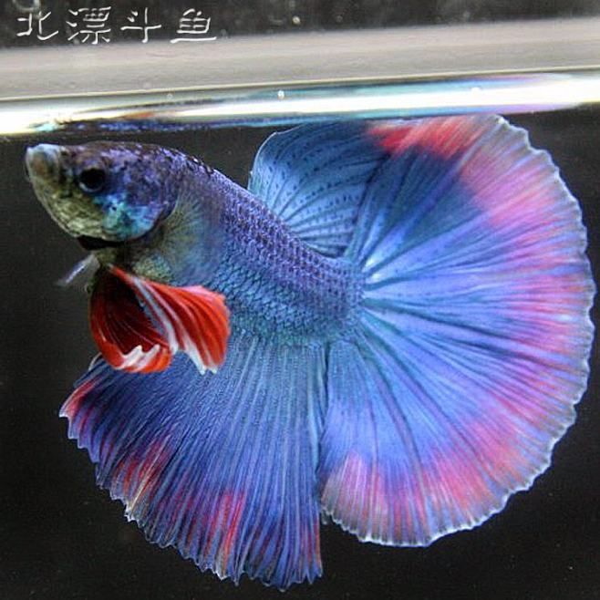 彩蝶魟魚缸：彩蝶魚缸怎么樣？