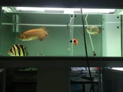 彩蝶魟魚缸：彩蝶魚缸怎么樣？