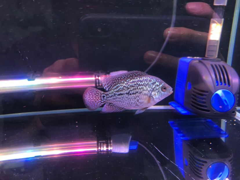 北京魚(yú)缸勇創(chuàng)水族口碑好（北京魚(yú)缸 勇創(chuàng)水族電話(huà)）