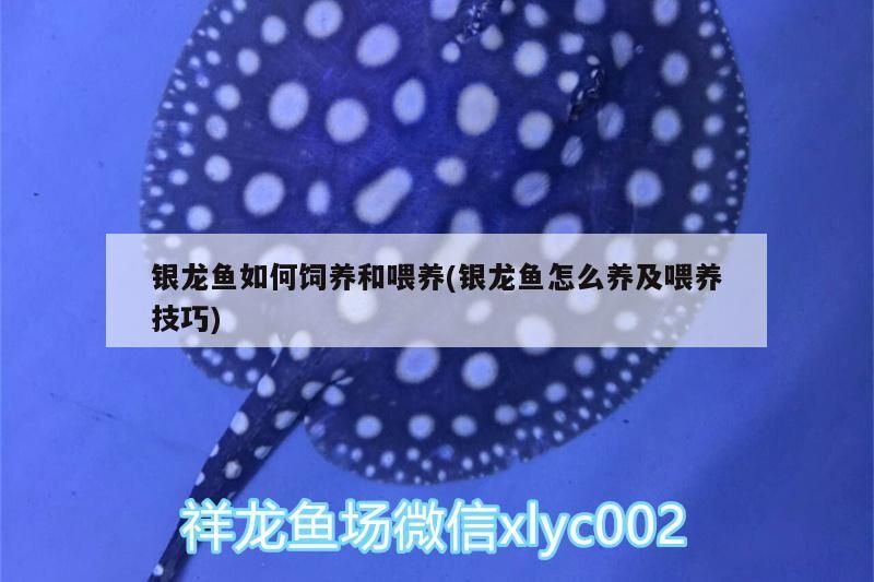 銀龍魚如何飼養和喂養(銀龍魚怎么養及喂養技巧) 銀龍魚如何飼養和喂養(銀龍魚怎么養及喂養技巧) 銀龍魚百科