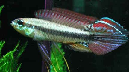 觀賞鯛魚（淡水鯛魚的養殖技術）