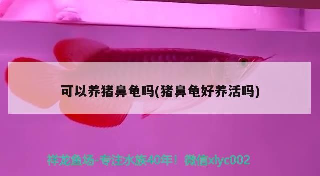 可以養豬鼻龜嗎(豬鼻龜好養活嗎)