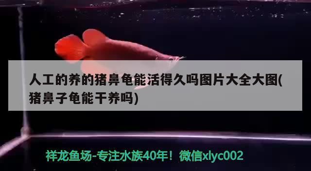 人工的養的豬鼻龜能活得久嗎圖片大全大圖(豬鼻子龜能干養嗎)