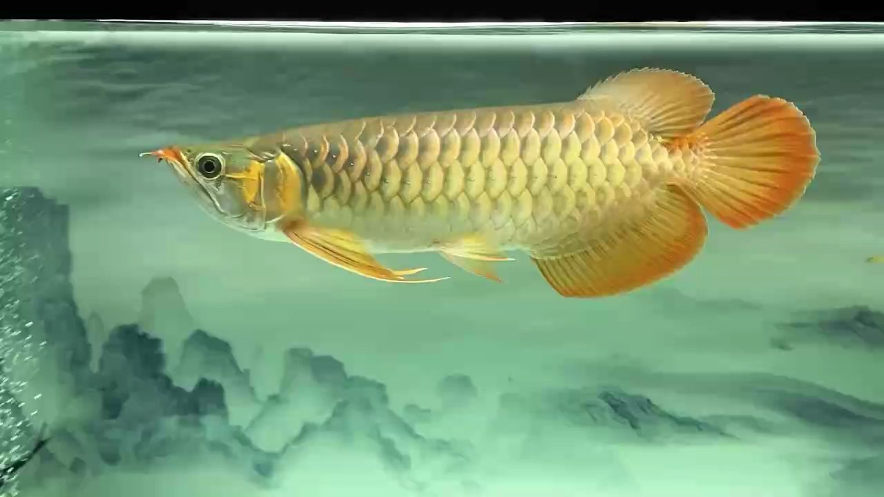 飼養(yǎng)6個月了，有點(diǎn)大魚樣了