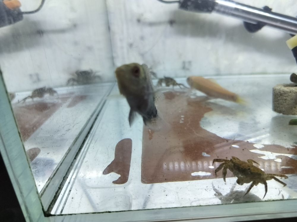 羅漢建檔 羅漢建檔 龍魚論壇 第1張