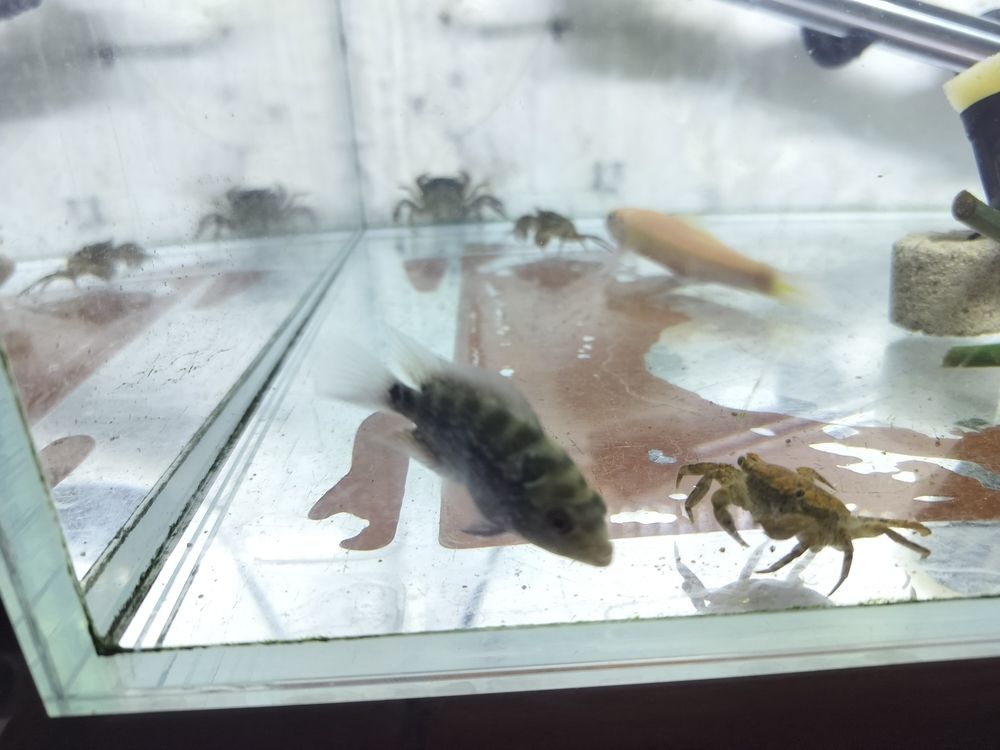 羅漢建檔 羅漢建檔 龍魚論壇 第4張