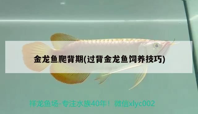 金龍魚爬背期(過背金龍魚飼養技巧)