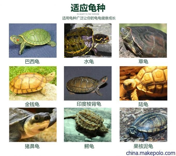 豬鼻龜怎么喂食長得快：豬鼻龜吃什么長得快