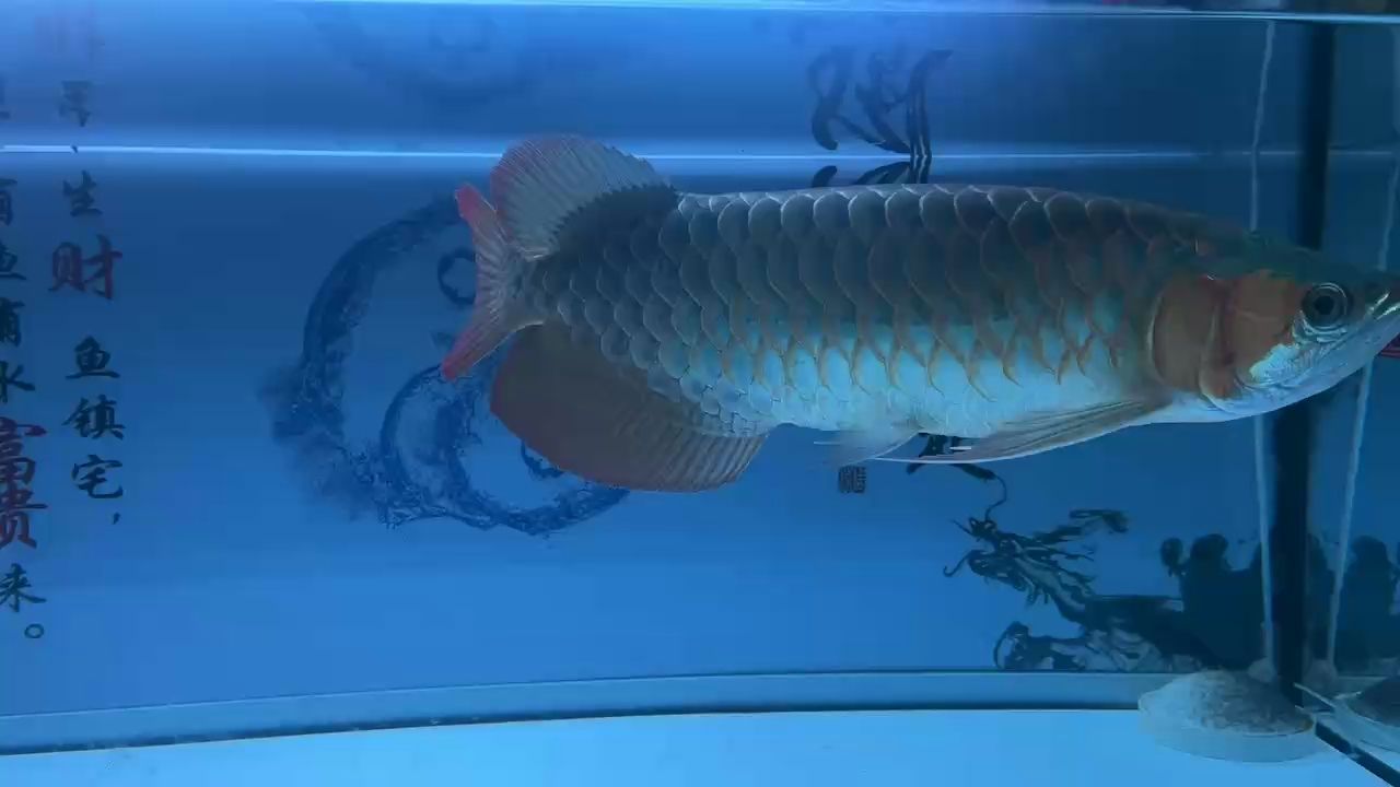 一年多沒開燈。 一年多沒開燈。 龍魚論壇