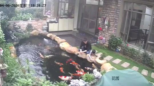 黃金河虎可以混養什么魚