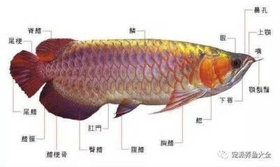 龍魚落底是什么原因vs祥龍魚場(chǎng)：如何預(yù)防龍魚落底