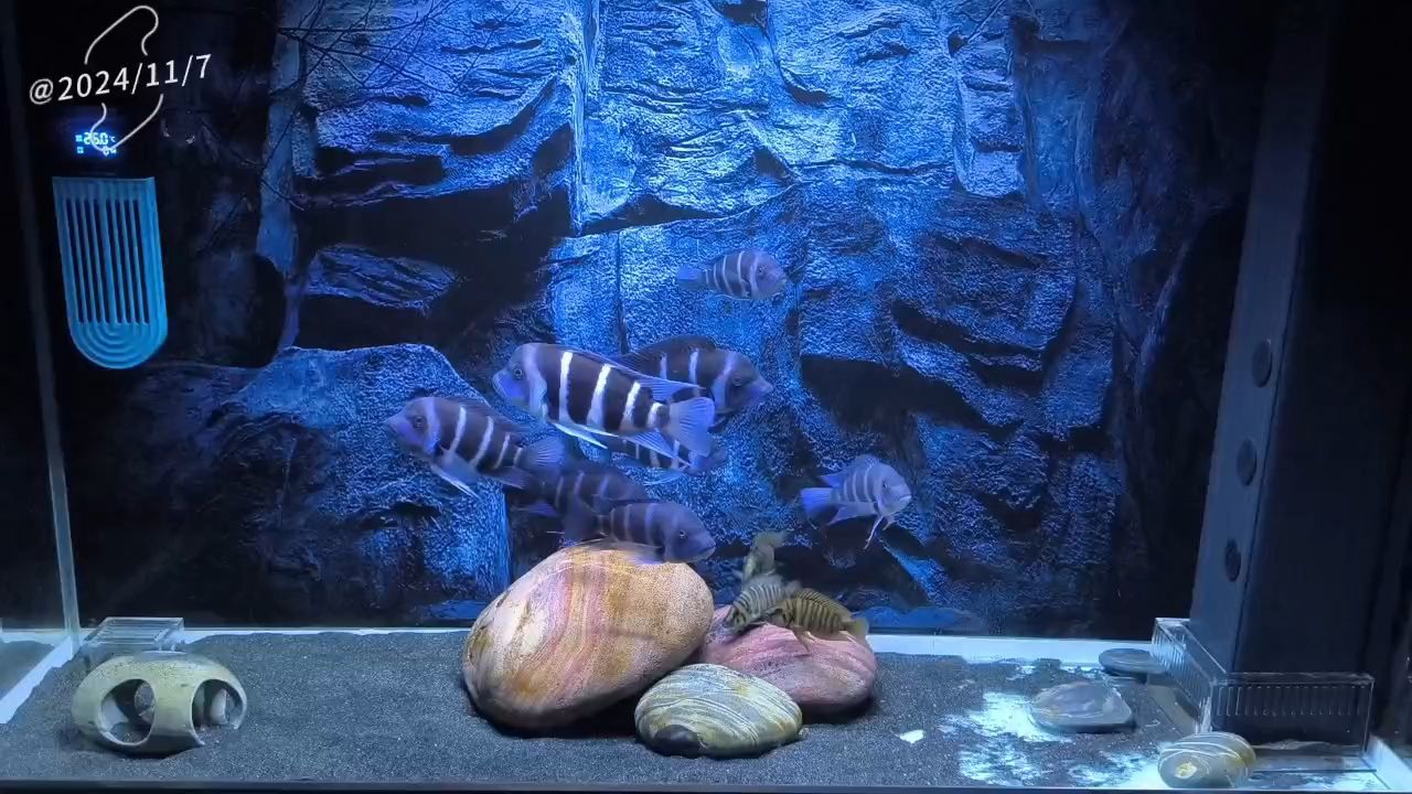 良辰美景奈何天 良辰美景奈何天 龍魚論壇