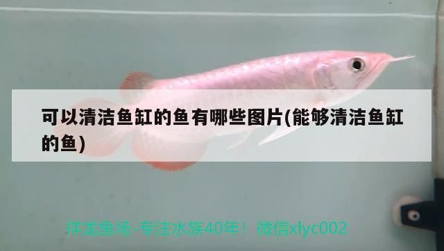 可以清潔魚缸的魚有哪些圖片(能夠清潔魚缸的魚)