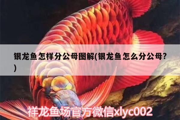 銀龍魚怎樣分公母圖解(銀龍魚怎么分公母?)