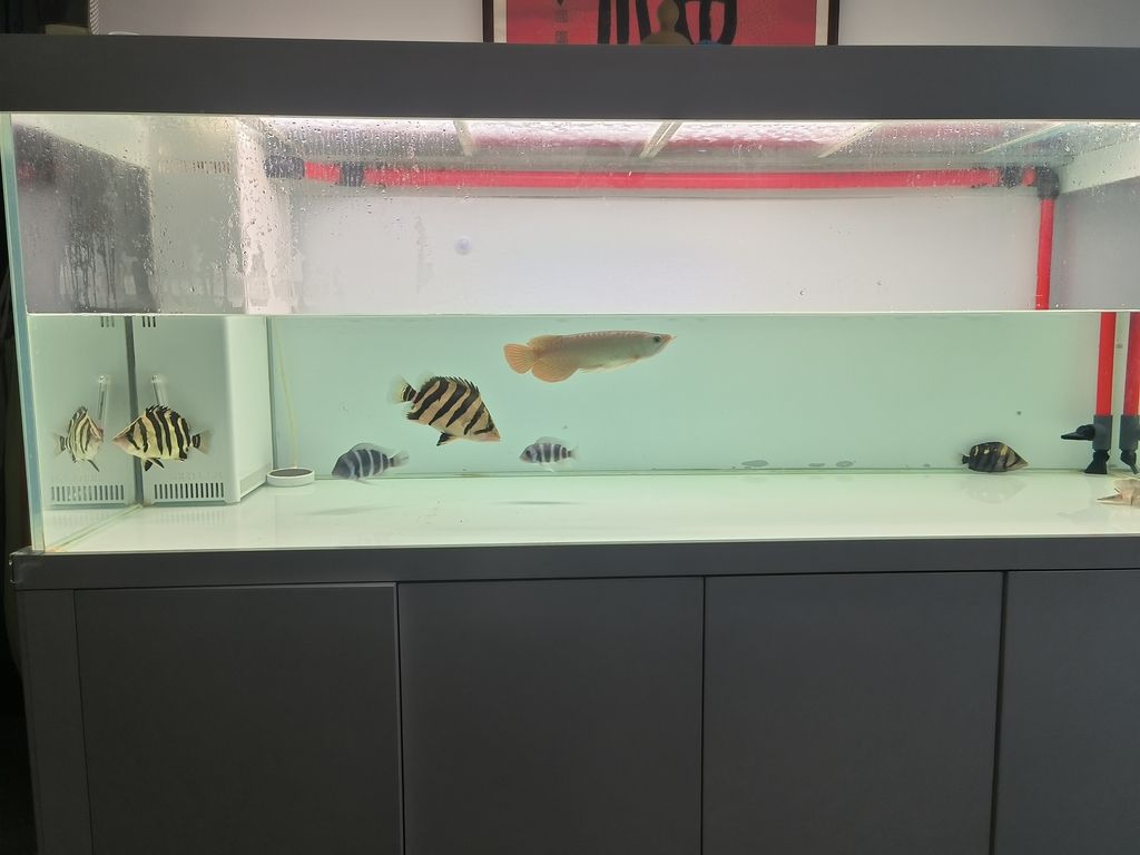 隔離亞克力取出，伊布裝壞了嘴撞壞了尾巴，虎魚喂食再想想辦法吧