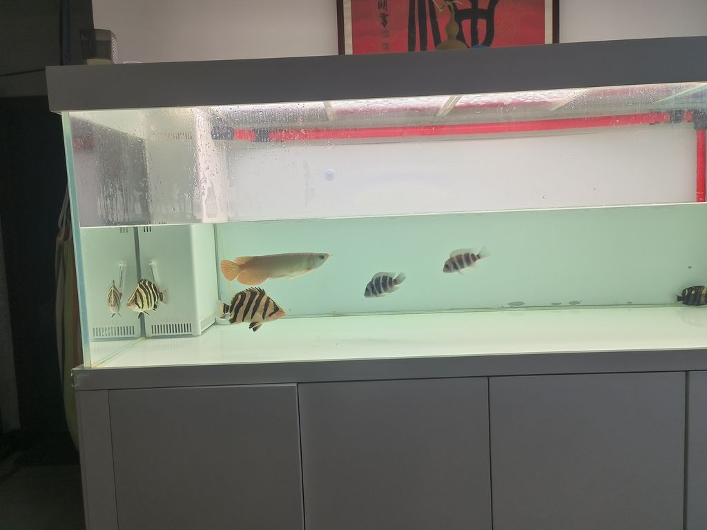 隔離亞克力取出，伊布裝壞了嘴撞壞了尾巴，虎魚喂食再想想辦法吧