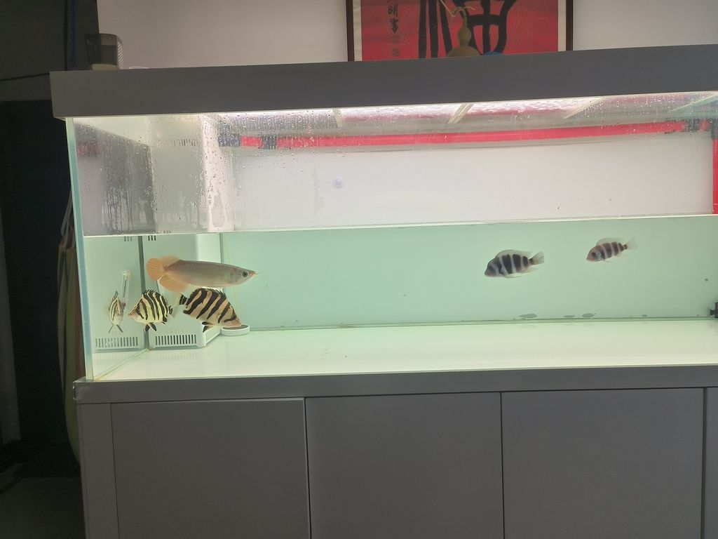 隔離亞克力取出，伊布裝壞了嘴撞壞了尾巴，虎魚喂食再想想辦法吧