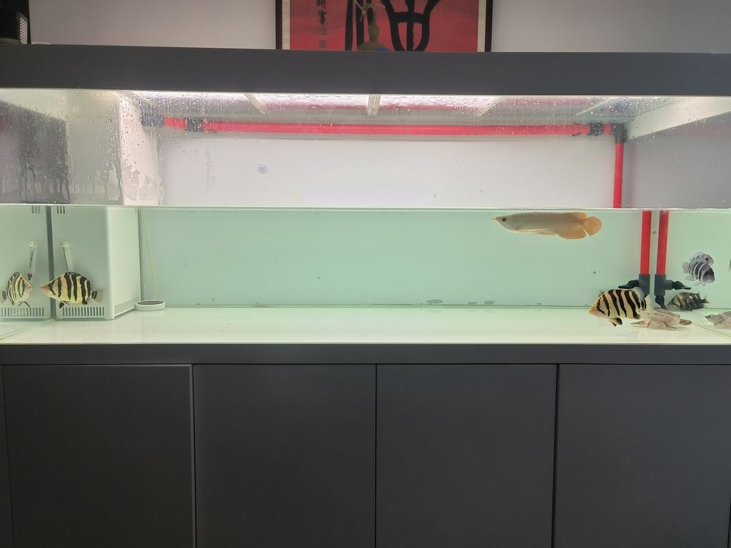 隔離亞克力取出，伊布裝壞了嘴撞壞了尾巴，虎魚喂食再想想辦法吧