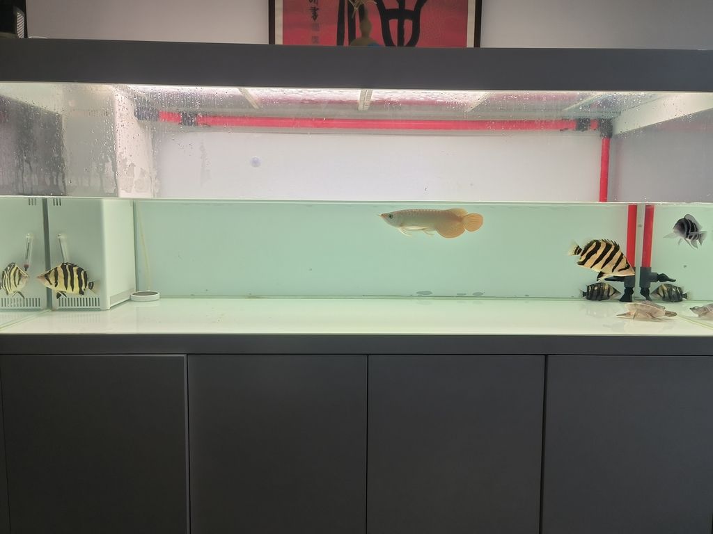 隔離亞克力取出，伊布裝壞了嘴撞壞了尾巴，虎魚喂食再想想辦法吧
