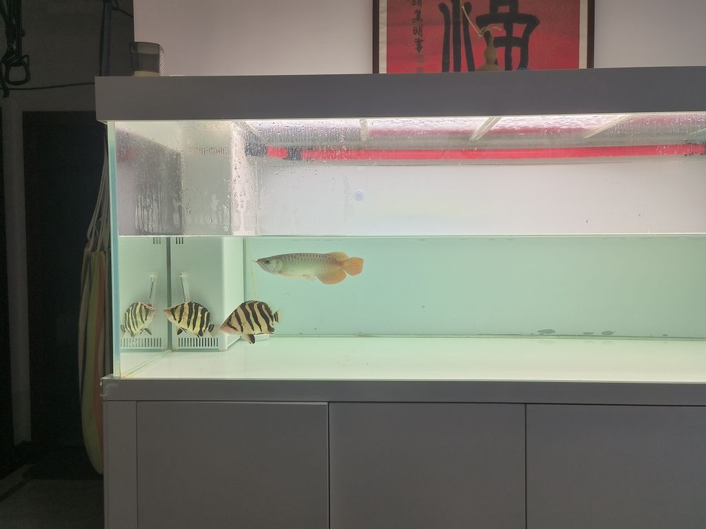 隔離亞克力取出，伊布裝壞了嘴撞壞了尾巴，虎魚喂食再想想辦法吧