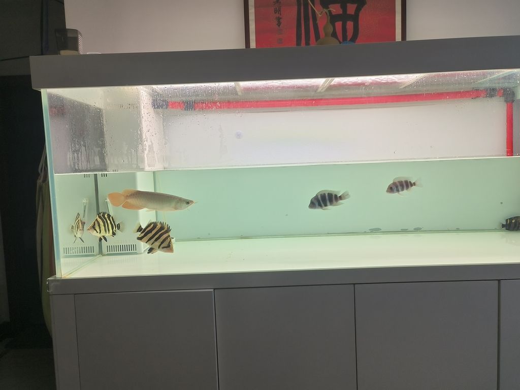 隔離亞克力取出，伊布裝壞了嘴撞壞了尾巴，虎魚喂食再想想辦法吧