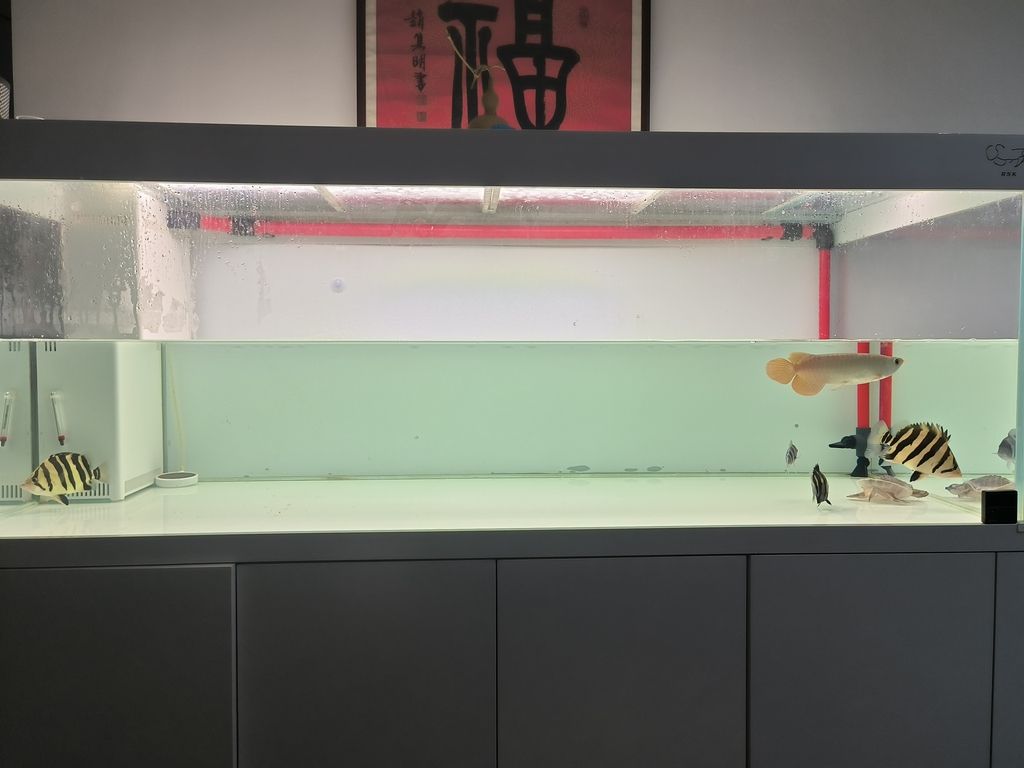 隔離亞克力取出，伊布裝壞了嘴撞壞了尾巴，虎魚喂食再想想辦法吧