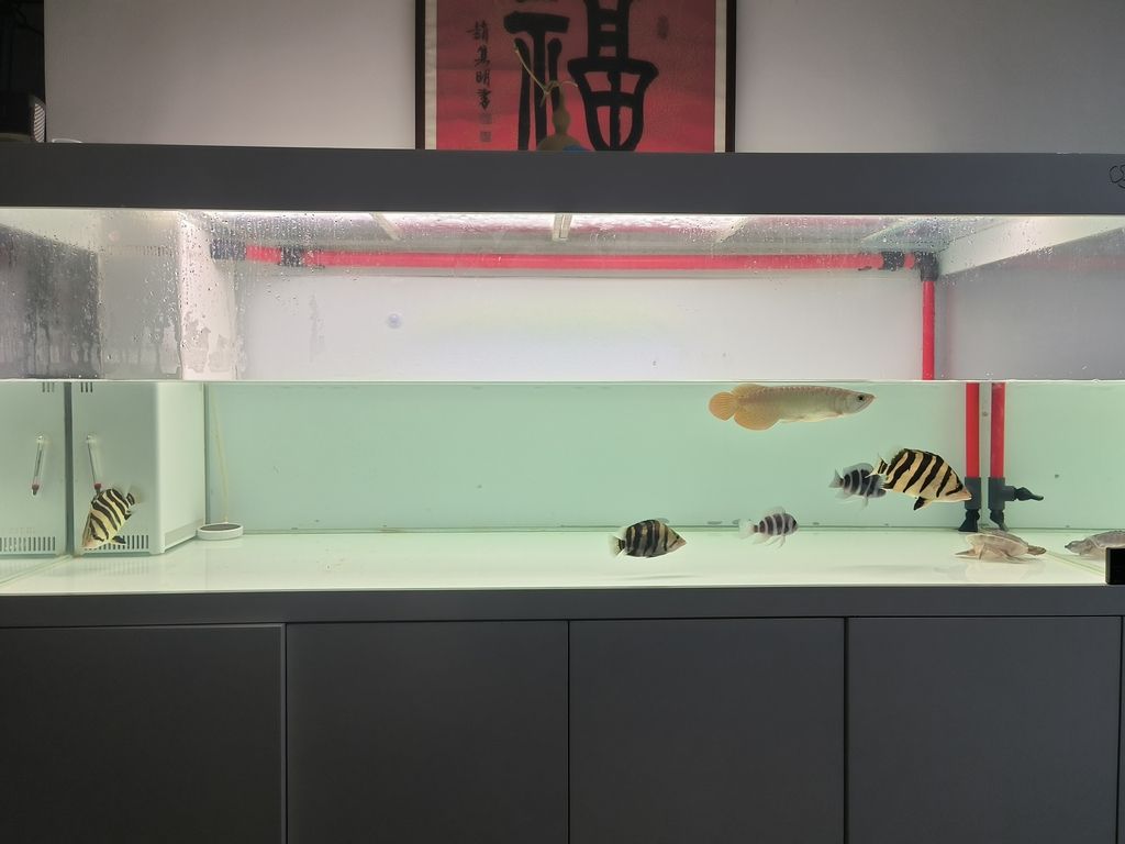 隔離亞克力取出，伊布裝壞了嘴撞壞了尾巴，虎魚喂食再想想辦法吧