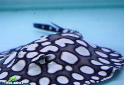魟魚怎么樣子算狀態好：關于魟魚的狀態好壞可以從以下幾個方面進行判斷 魟魚怎么樣子算狀態好：關于魟魚的狀態好壞可以從以下幾個方面進行判斷 魟魚百科 第3張