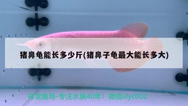 豬鼻龜能長多少斤(豬鼻子龜最大能長多大)