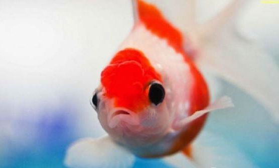 金龍魚繁殖箱水草選擇指南：金龍魚繁殖箱水草布置技巧