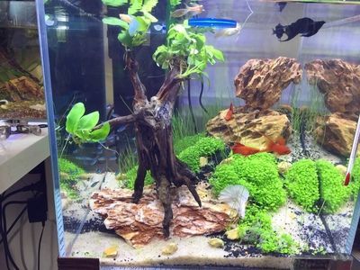 金龍魚繁殖箱水草選擇指南：金龍魚繁殖箱水草布置技巧