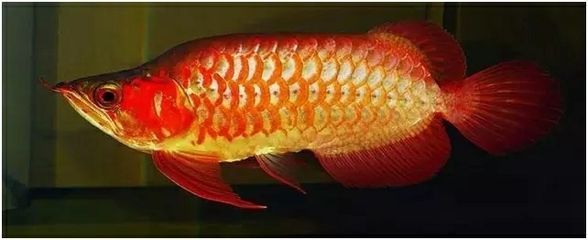 各種龍魚的寓意是什么呢