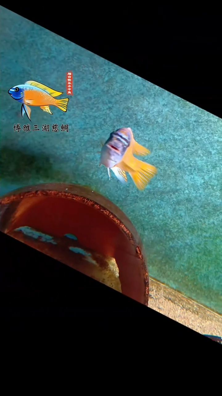 卡丑MC種公靚照！ 卡丑MC種公靚照！ 龍魚論壇