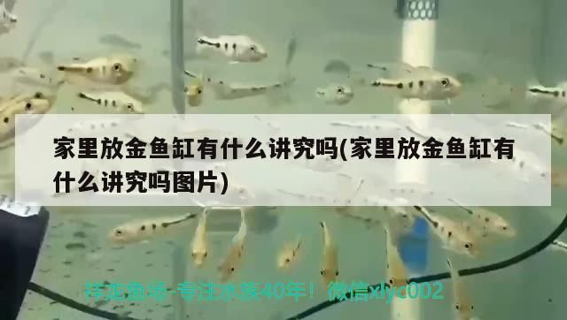 家里放金魚缸有什么講究嗎(家里放金魚缸有什么講究嗎圖片)