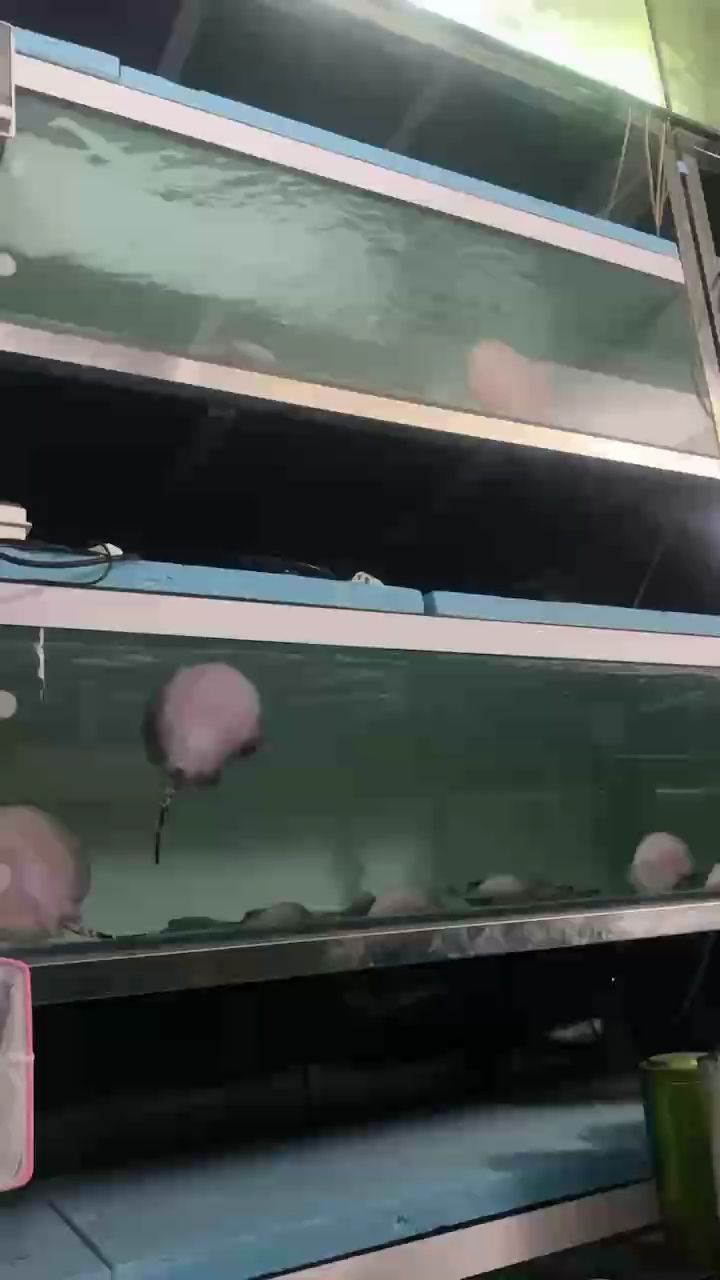 看航展